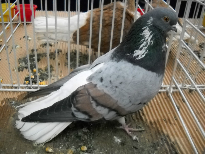 DSCN0689 - EXPO IANUARIE 2013 CLUJ-NAPOCA