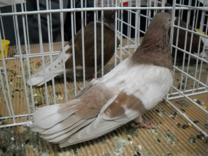 DSCN0693 - EXPO IANUARIE 2013 CLUJ-NAPOCA