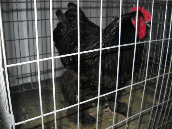 DSCN0696 - EXPO IANUARIE 2013 CLUJ-NAPOCA