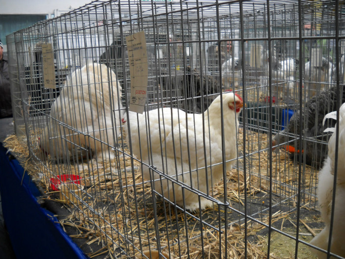 DSCN0705 - EXPO IANUARIE 2013 CLUJ-NAPOCA