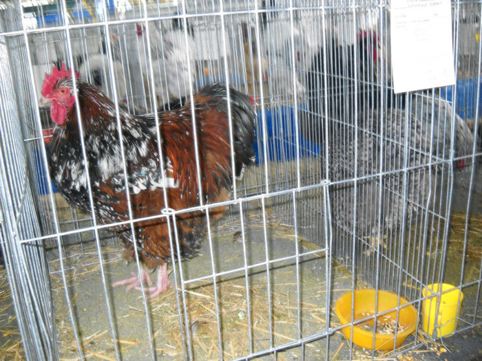 DSCN0715 - EXPO IANUARIE 2013 CLUJ-NAPOCA