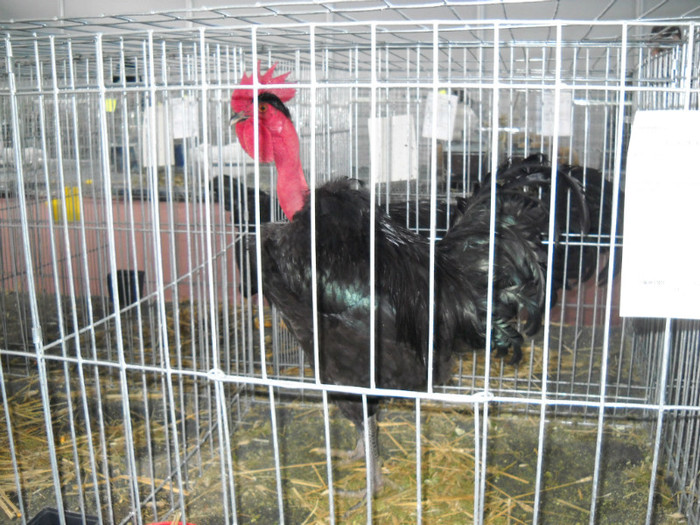 DSCN0718 - EXPO IANUARIE 2013 CLUJ-NAPOCA