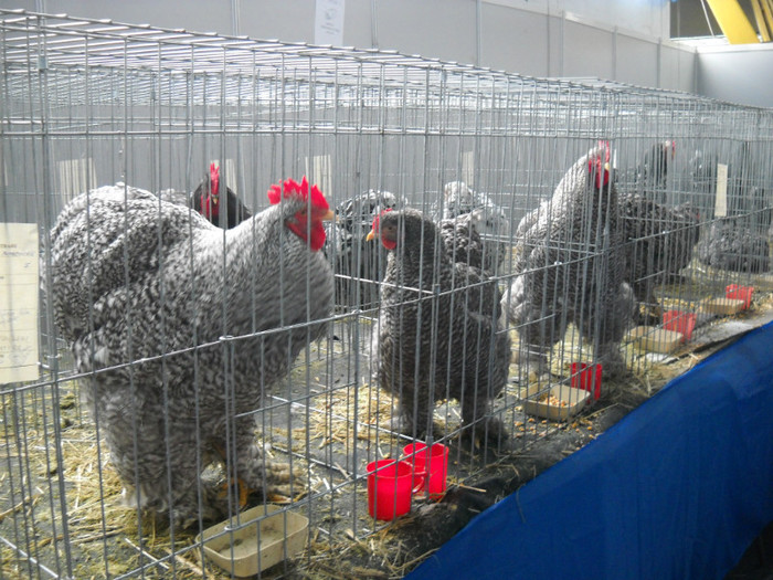 DSCN0721 - EXPO IANUARIE 2013 CLUJ-NAPOCA