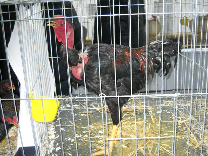 DSCN0743 - EXPO IANUARIE 2013 CLUJ-NAPOCA