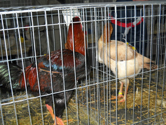 DSCN0744 - EXPO IANUARIE 2013 CLUJ-NAPOCA