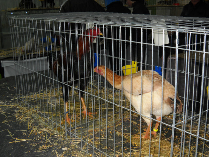 DSCN0745 - EXPO IANUARIE 2013 CLUJ-NAPOCA