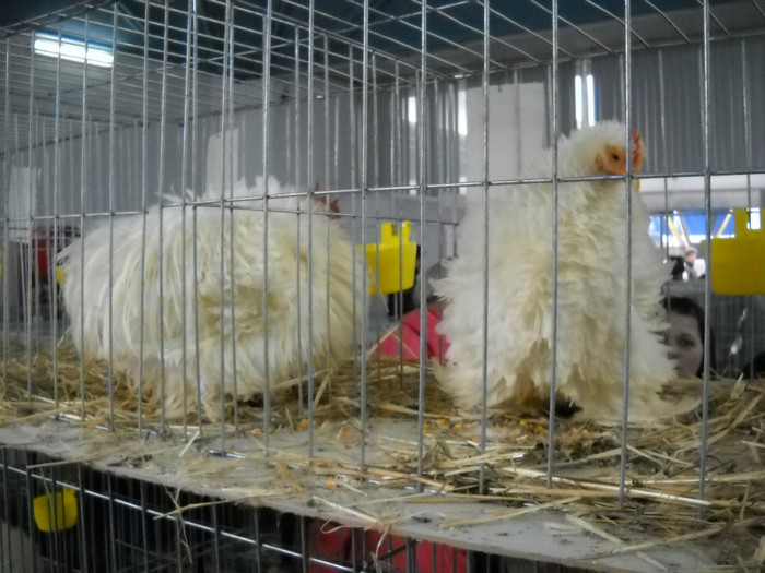 DSCN0747 - EXPO IANUARIE 2013 CLUJ-NAPOCA