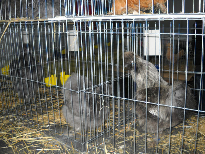 DSCN0751 - EXPO IANUARIE 2013 CLUJ-NAPOCA