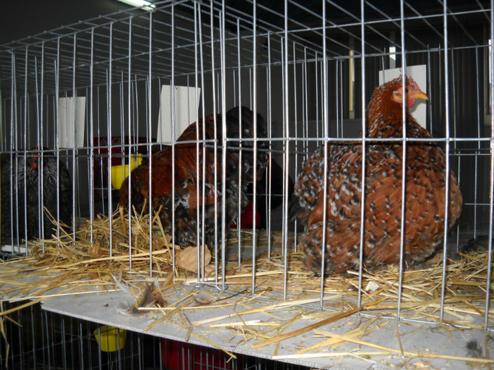 DSCN0752 - EXPO IANUARIE 2013 CLUJ-NAPOCA