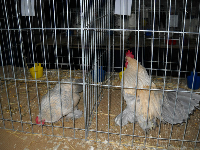 DSCN0753 - EXPO IANUARIE 2013 CLUJ-NAPOCA