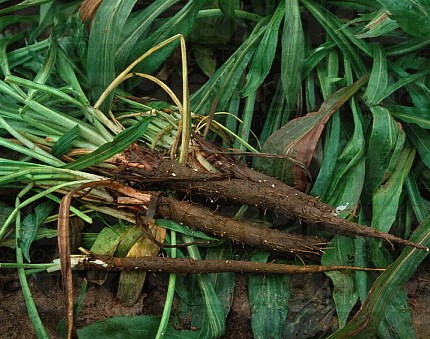salsyfi scorzonera hispanica