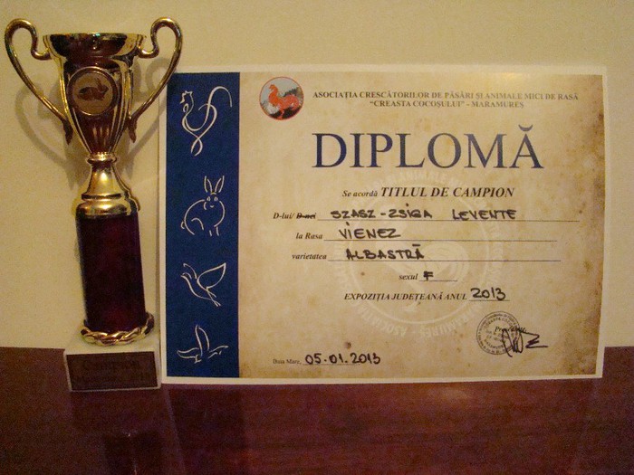 CAMPION WIENEZ ALBASTRU FEMELA MM 2013; 97 PUNCTE
