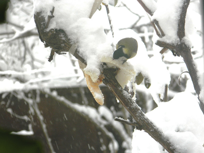 DSCN4319 - PASARELE 2013