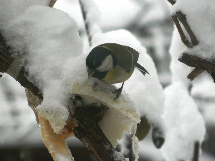 DSCN4320 - PASARELE 2013