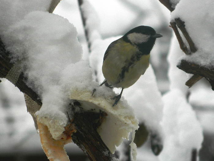 DSCN4321 - PASARELE 2013