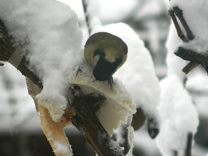 DSCN4323 - PASARELE 2013