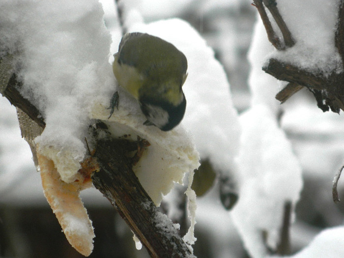 DSCN4324 - PASARELE 2013