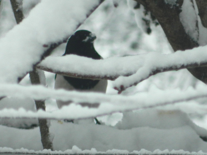 DSCN4329 - PASARELE 2013