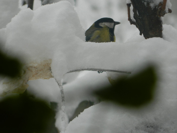 DSCN4340 - PASARELE 2013