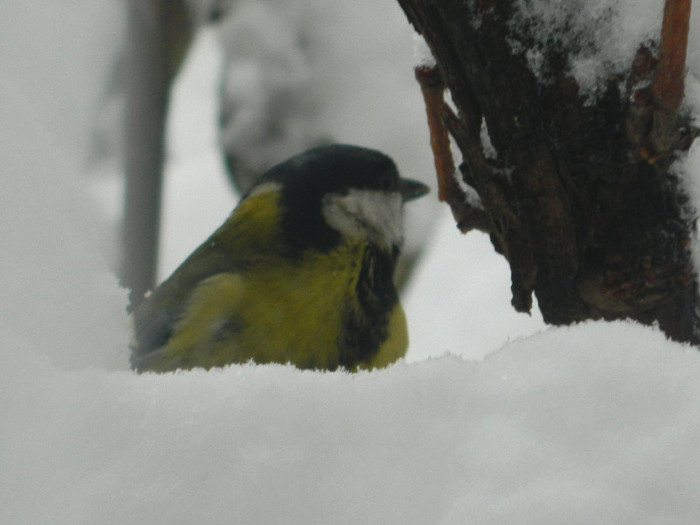 DSCN4342 - PASARELE 2013