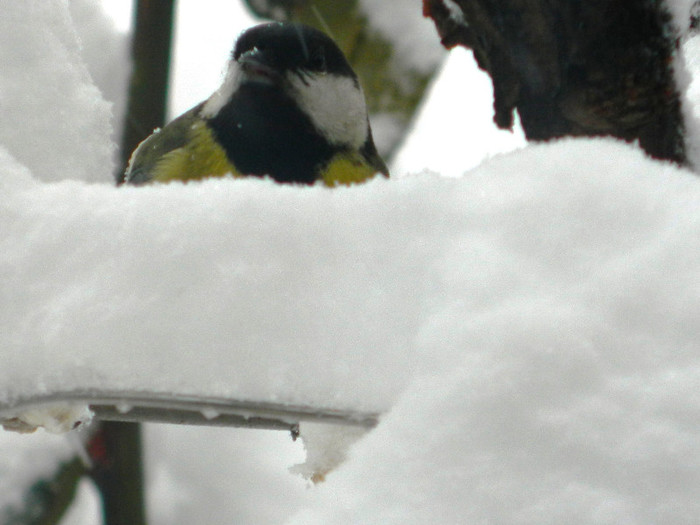 DSCN4343 - PASARELE 2013