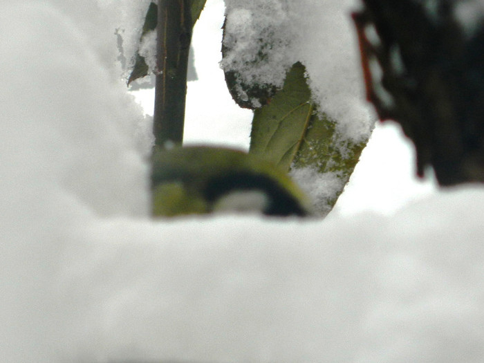 DSCN4346 - PASARELE 2013