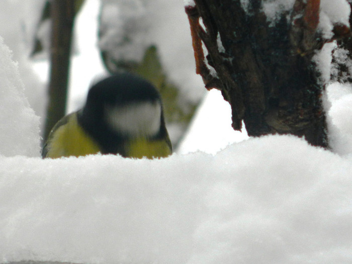 DSCN4347 - PASARELE 2013