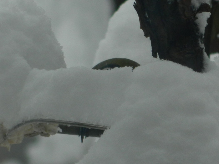 DSCN4367 - PASARELE 2013