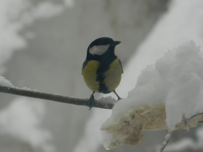 DSCN4368 - PASARELE 2013