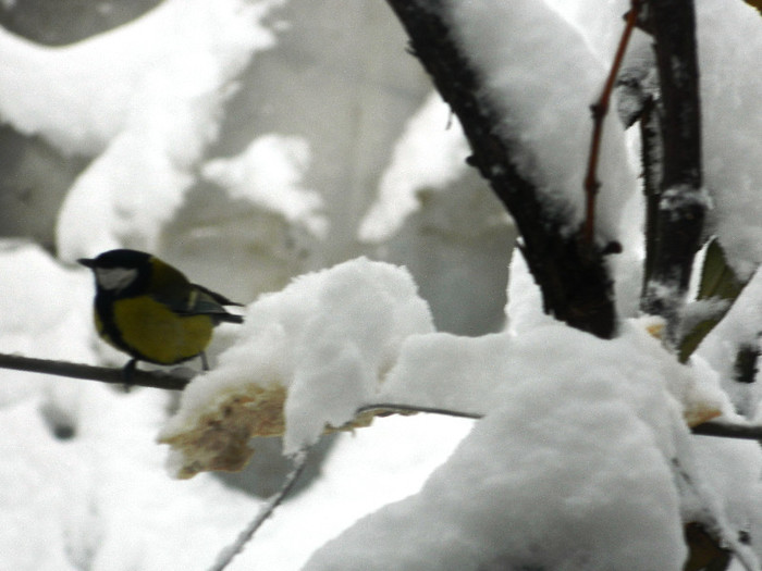 DSCN4372 - PASARELE 2013