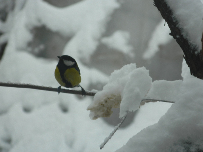 DSCN4375 - PASARELE 2013