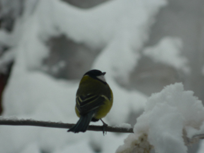 DSCN4377 - PASARELE 2013