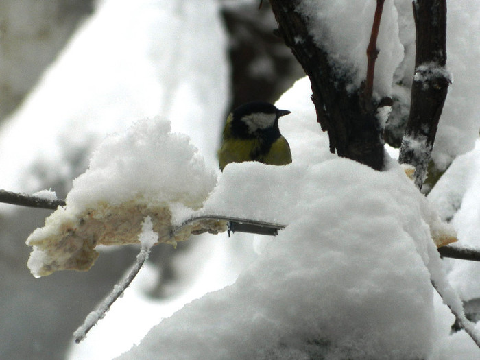DSCN4382 - PASARELE 2013