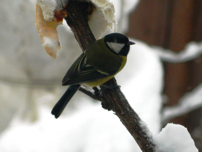 DSCN4385 - PASARELE 2013
