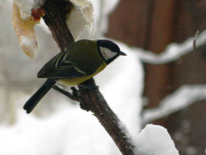 DSCN4386 - PASARELE 2013