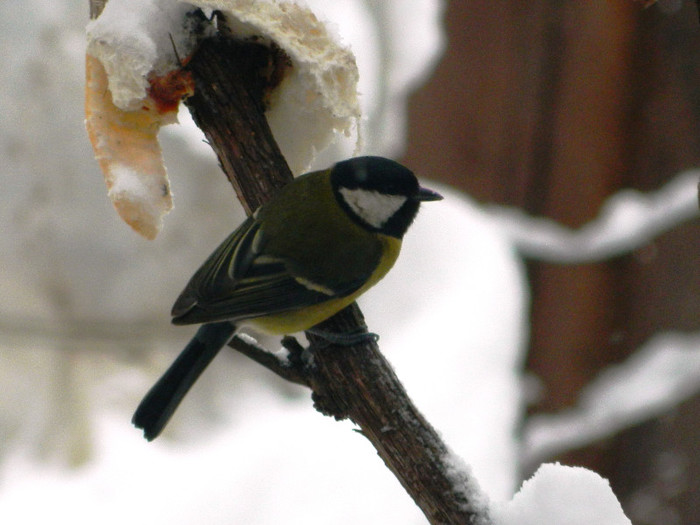 DSCN4387 - PASARELE 2013
