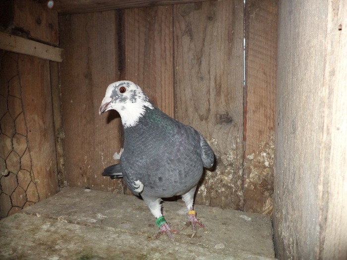 949 van de poel arden tellen