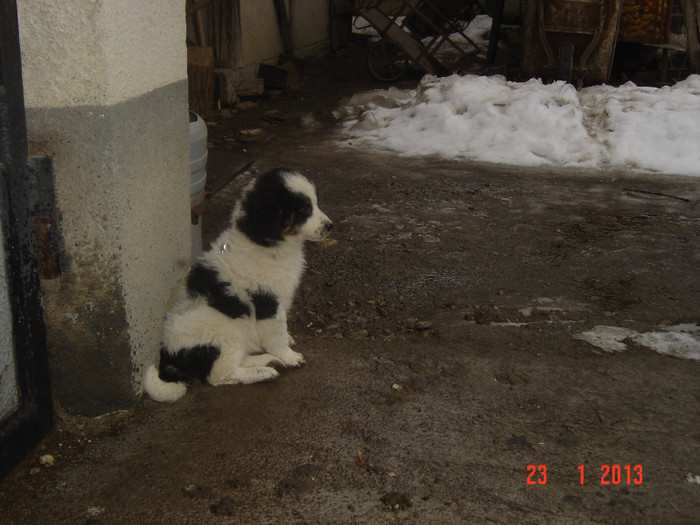 Picture 956