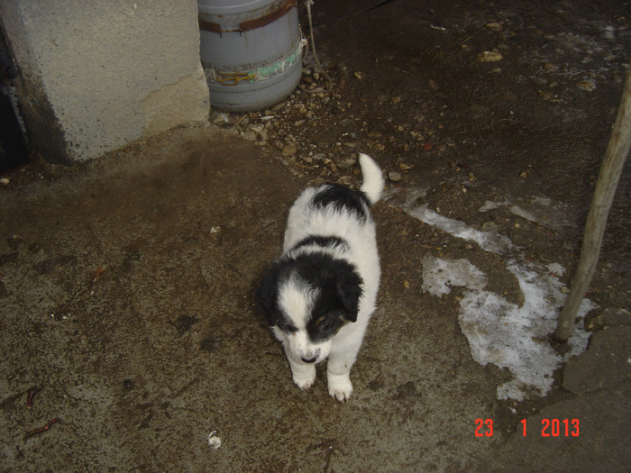 Picture 953