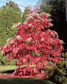 Oxydendrum arboreum - Arbori meliferi 123