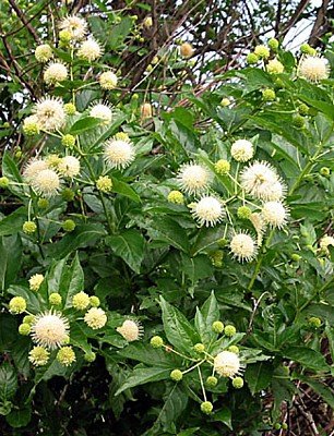 cephalanthus occidentalis. - Arbori meliferi 123