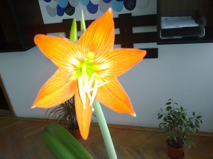 23012013713 - 2013 Amaryllis