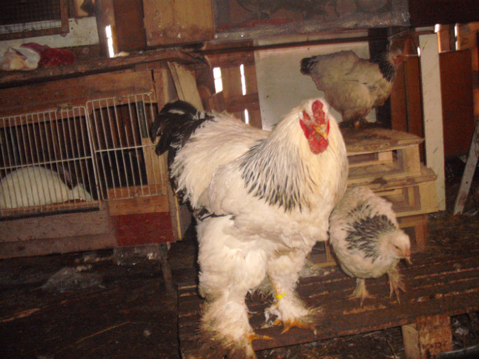 TRAVOLTA; SUNT VEDETA NU CREDETI
