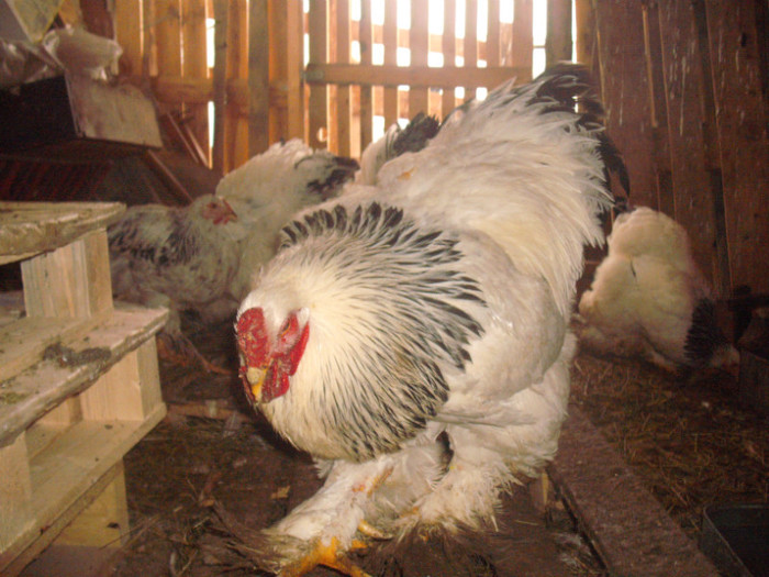 Picture 254 - 003Brahma herminat deschis