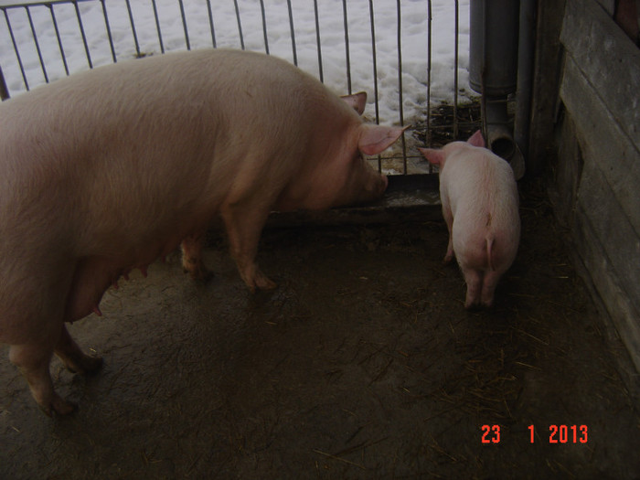 Picture 958