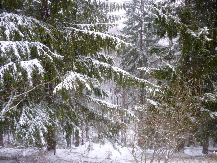 brad; codru iarna frig zapada
