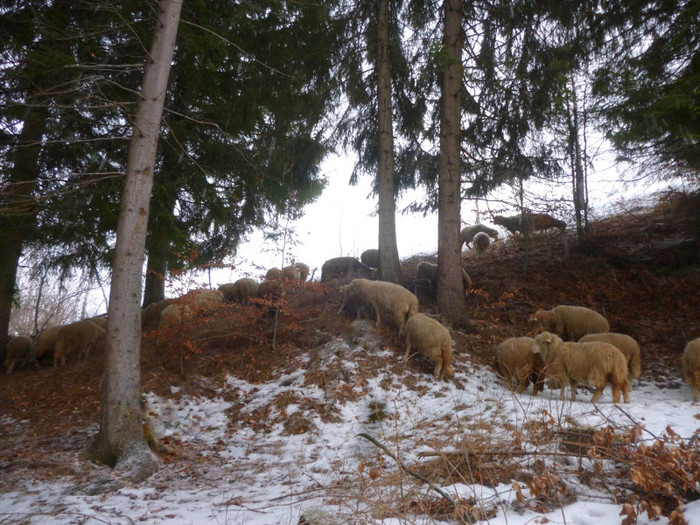 oi tigai; sir oi oite turma mioare iarna iernat munte simon tigai de bran card ciobanie peisaj
