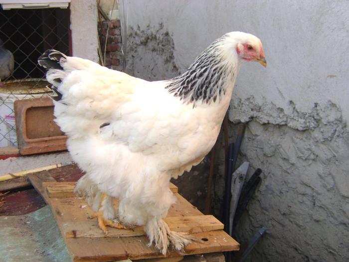 DSC04021 - brahma herminat deschis