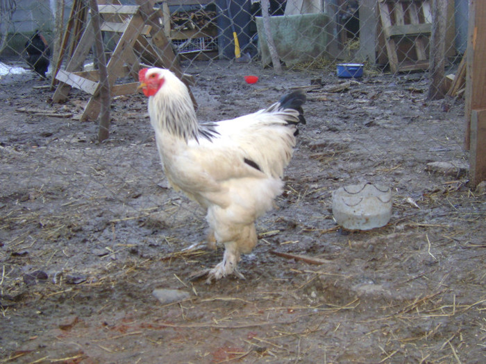 DSC04022 - brahma herminat deschis