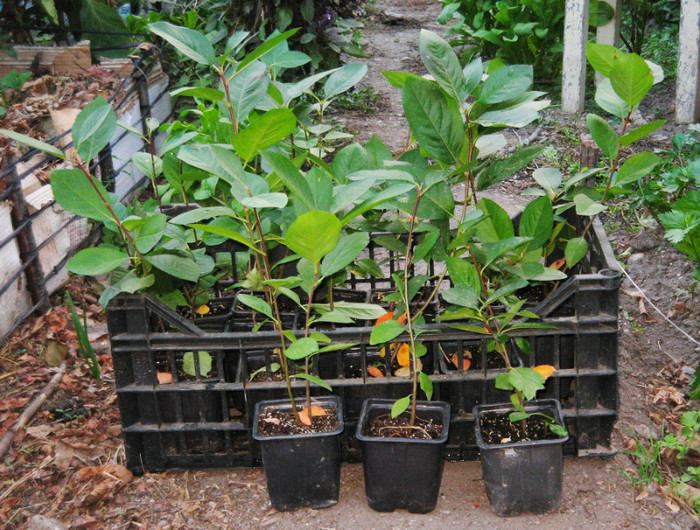 Aronia melanocarpa - Arbusti ornamentali fructiferi - Aronia melanocarpa nero Scorus negru